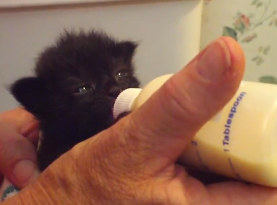 Hungry Hippo Kitten Hungry Hippo Kitten